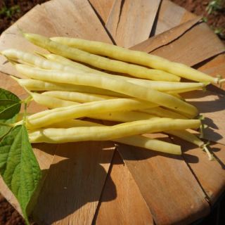 Caspian Bean Thumbnail